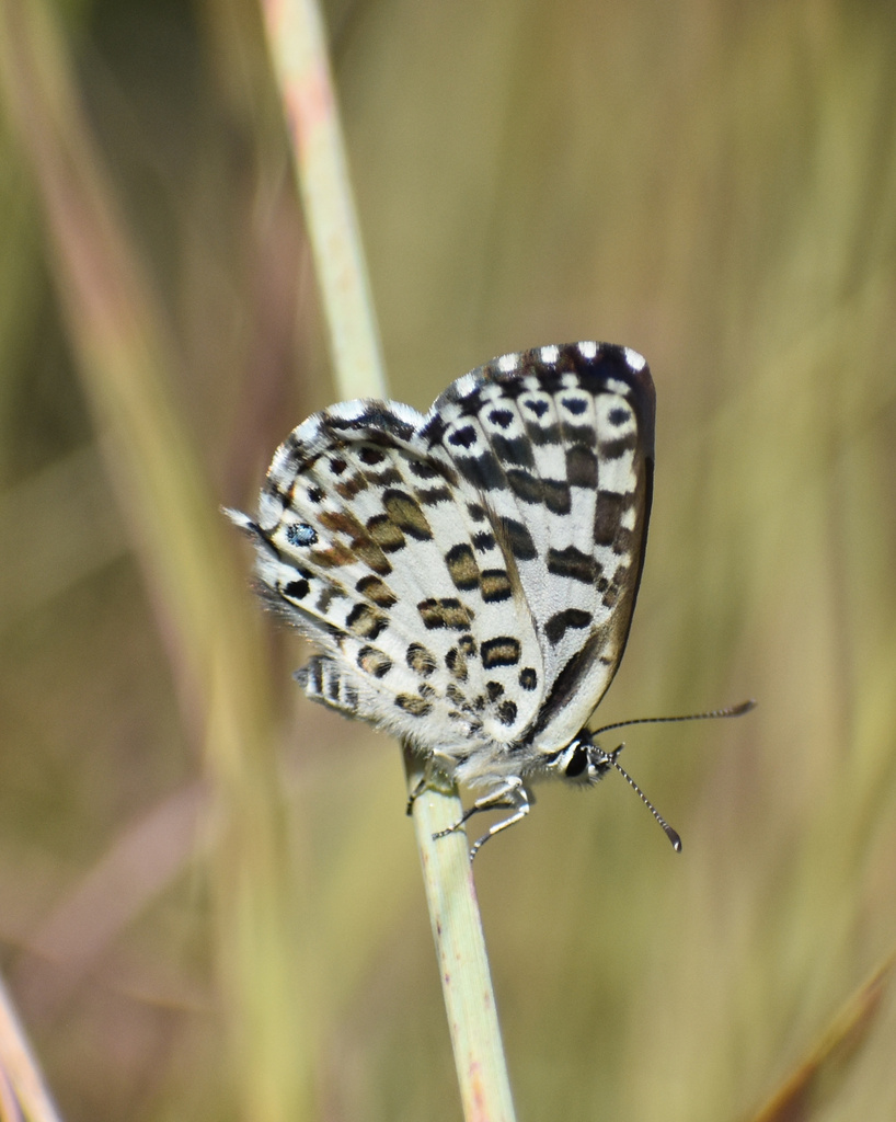 Bowker’s Pierrot
