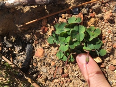Oxalis commutata