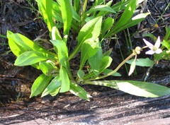 Dodecatheon