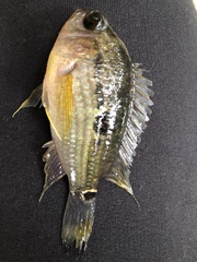 Aequidens tetramerus