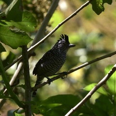 Thamnophilus doliatus image