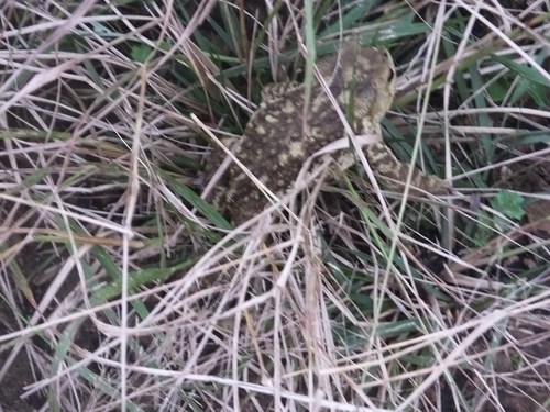 Asiatic Toad