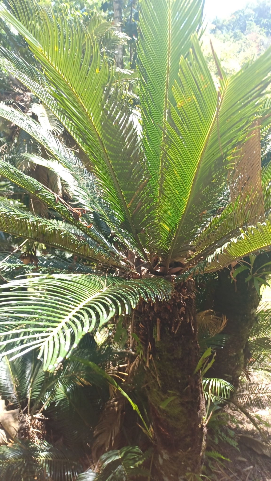 Imagem de Sagu-de-jardim