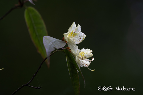 Rhododendron lutescens