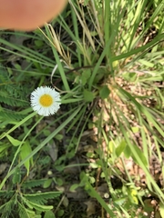 Erigeron procumbens