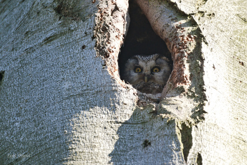 Mochuelo boreal (Aegolius funereus)