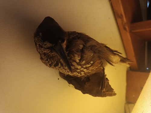 Northern Nutcracker, 6701 CM Wageningen, Netherlands, photo 10 of 10