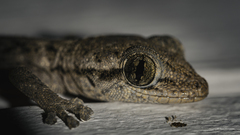 Peters' Leaf-Toed Gecko photo 2