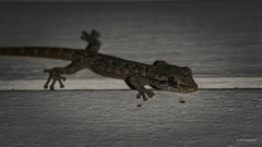 Peters' Leaf-Toed Gecko photo 3