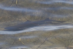 Mustelus californicus