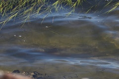 Mustelus californicus