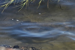 Mustelus californicus