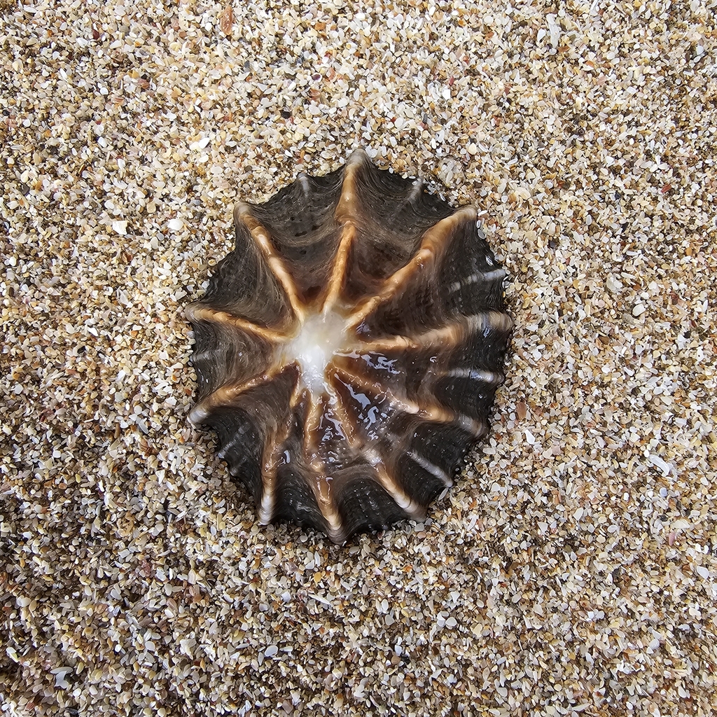 Giant False Limpet