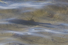 Mustelus californicus