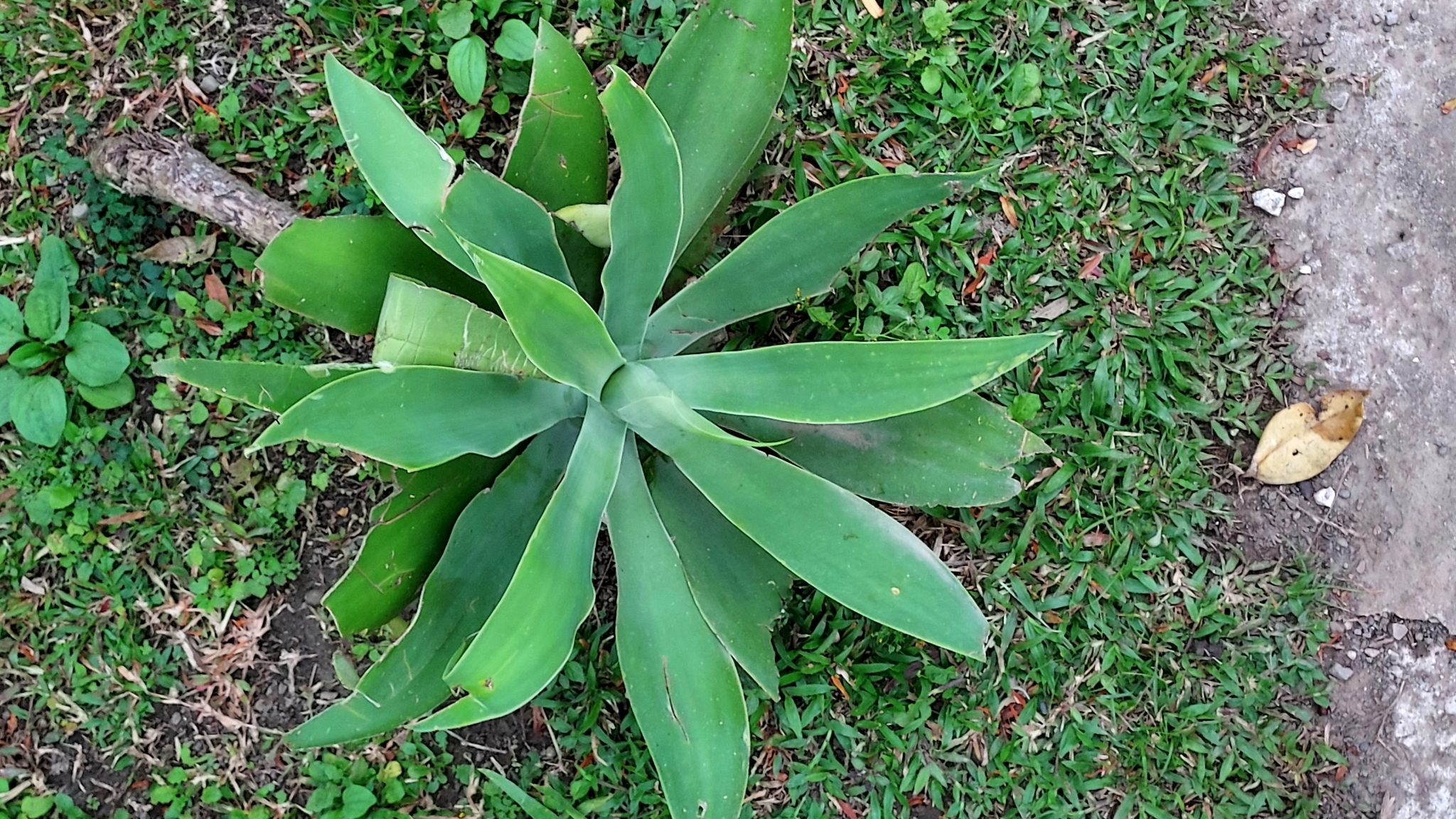 Agave-dragão