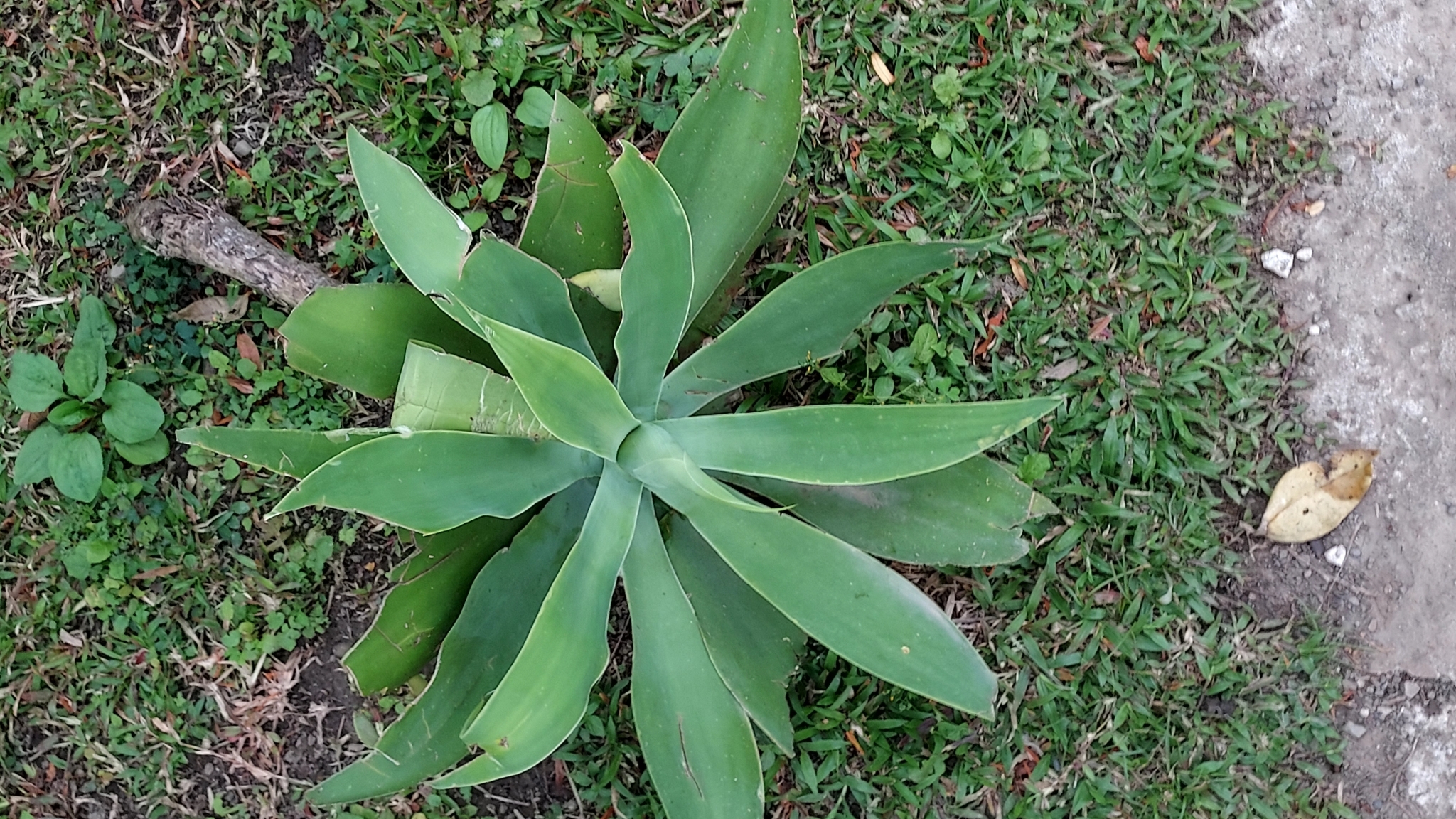 Agave-dragão