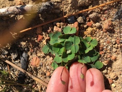 Oxalis commutata