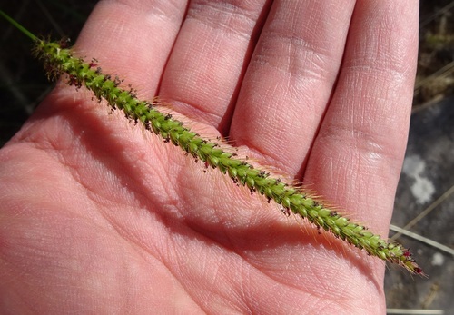 Setaria parviflora iNat (1)