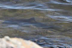 Mustelus californicus