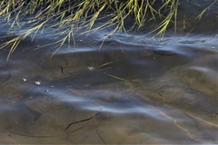 Mustelus californicus