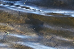 Mustelus californicus
