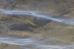 Mustelus californicus