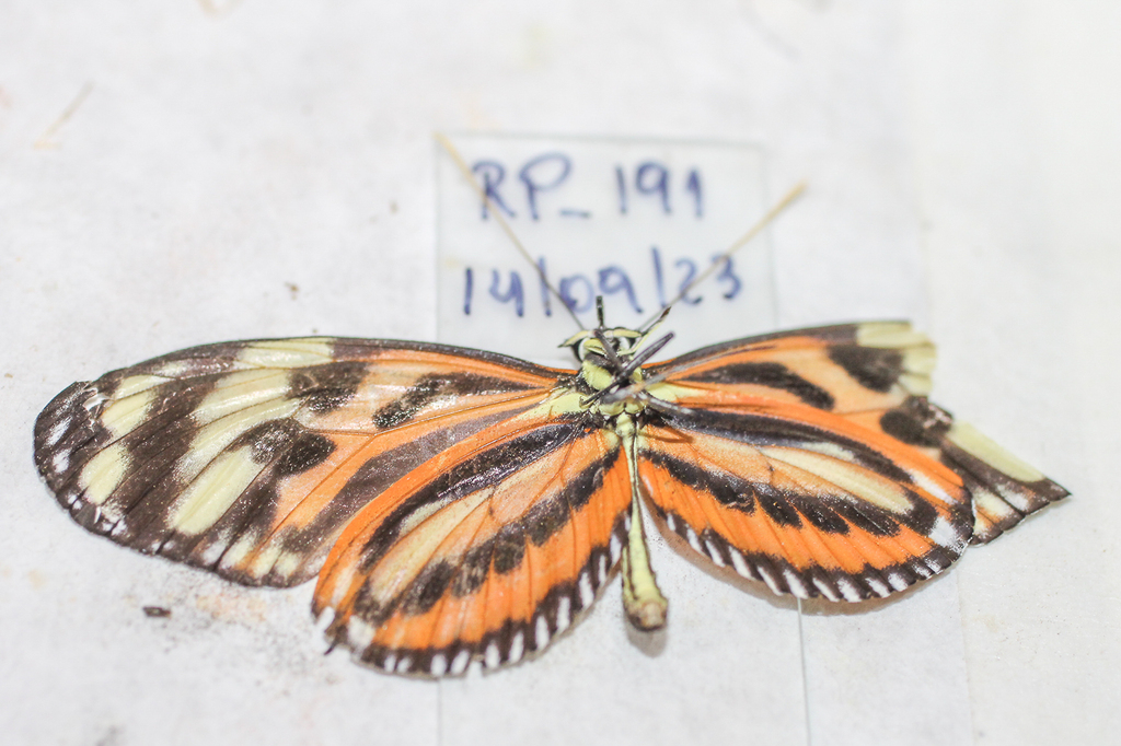 Heliconius ethilla