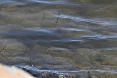Mustelus californicus