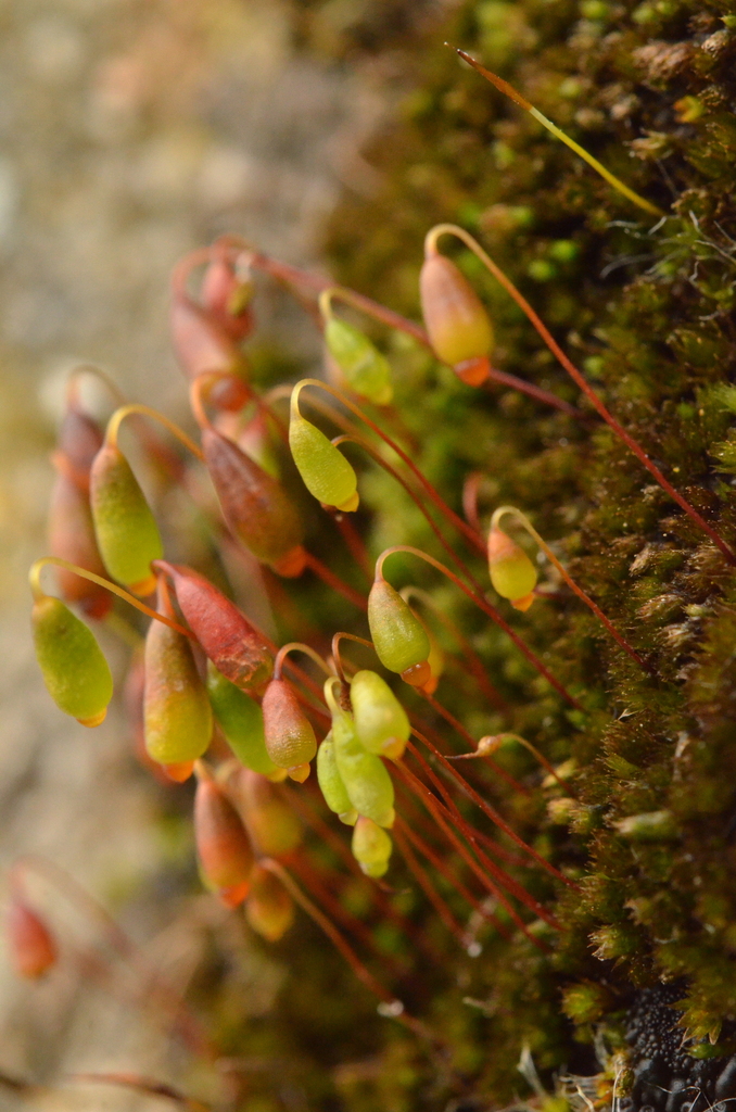 Wall Thread-moss