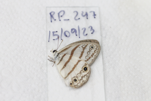 Euptychia mollina