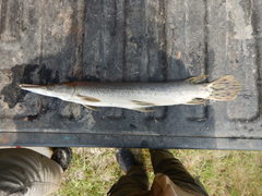 Atractosteus spatula