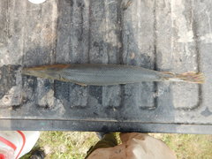 Atractosteus spatula