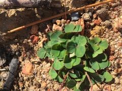 Oxalis commutata