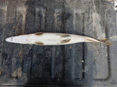 Atractosteus spatula