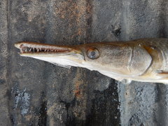 Atractosteus spatula