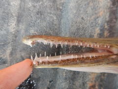 Atractosteus spatula