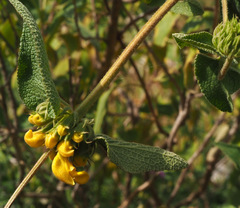 Phlomis viscosa
