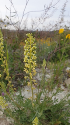 Reseda lutea iNat (3)