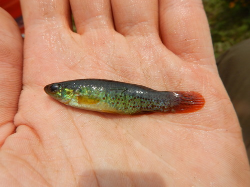 Golden Topminnow