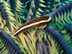 Crinoid Clingfish photo 5