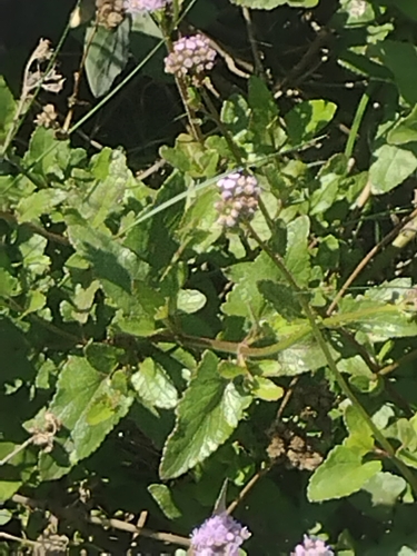 Image of Betonyleaf Mistflower (Conoclinium betonicifolium) by no rights reserved
