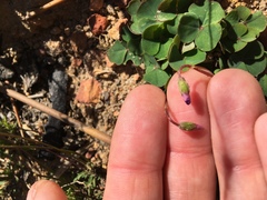 Oxalis commutata