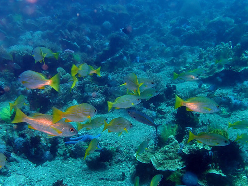 Indian snapper (Lutjanus madras) — Lutjanidae — 4