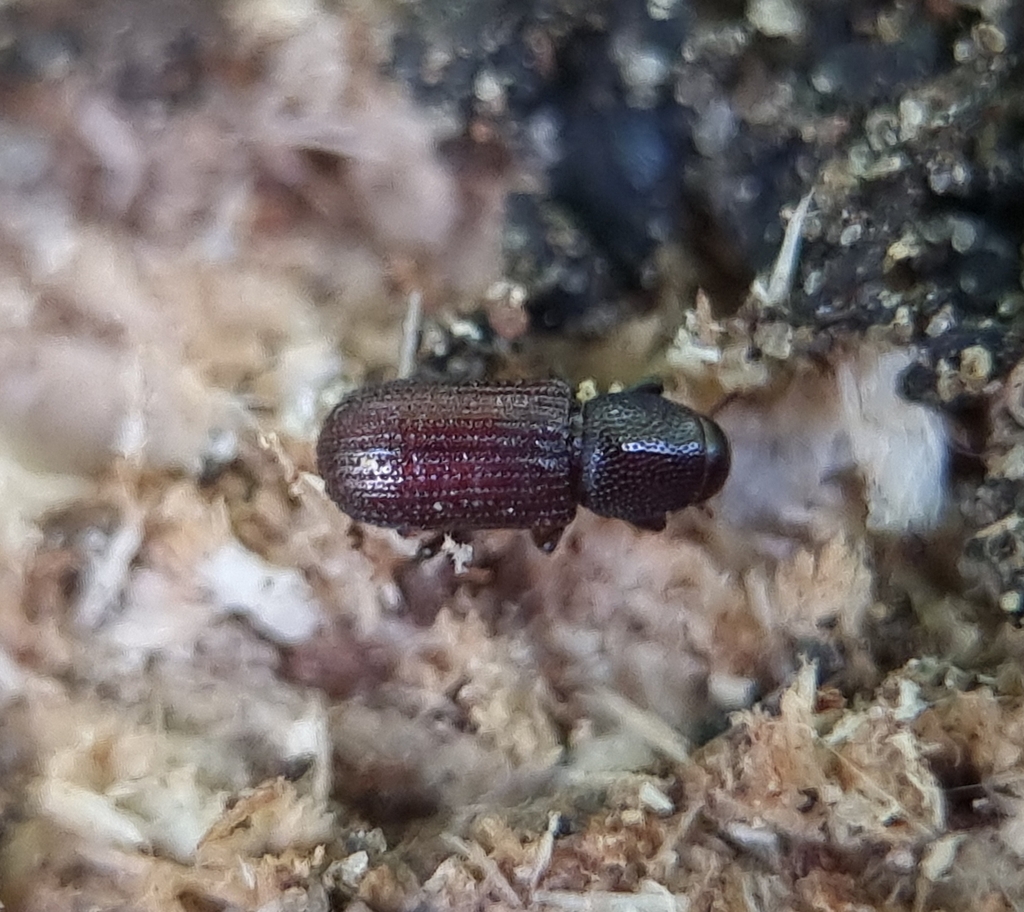 Hexarthrum exiguum