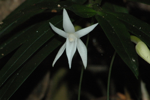 Angraecum mauritianum