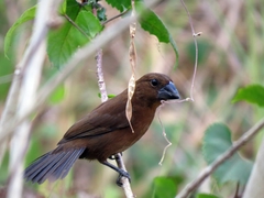 Cyanoloxia cyanoides