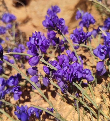Polygala microphylla