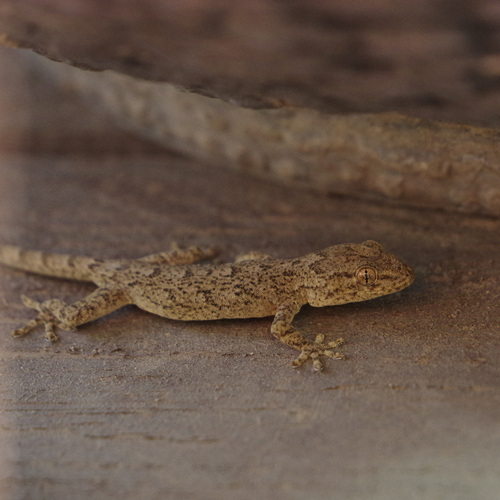 Peking Gecko