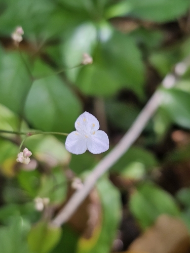 Image of Gibasis pellucida by (c) Patrick Belk, some rights reserved (CC BY)