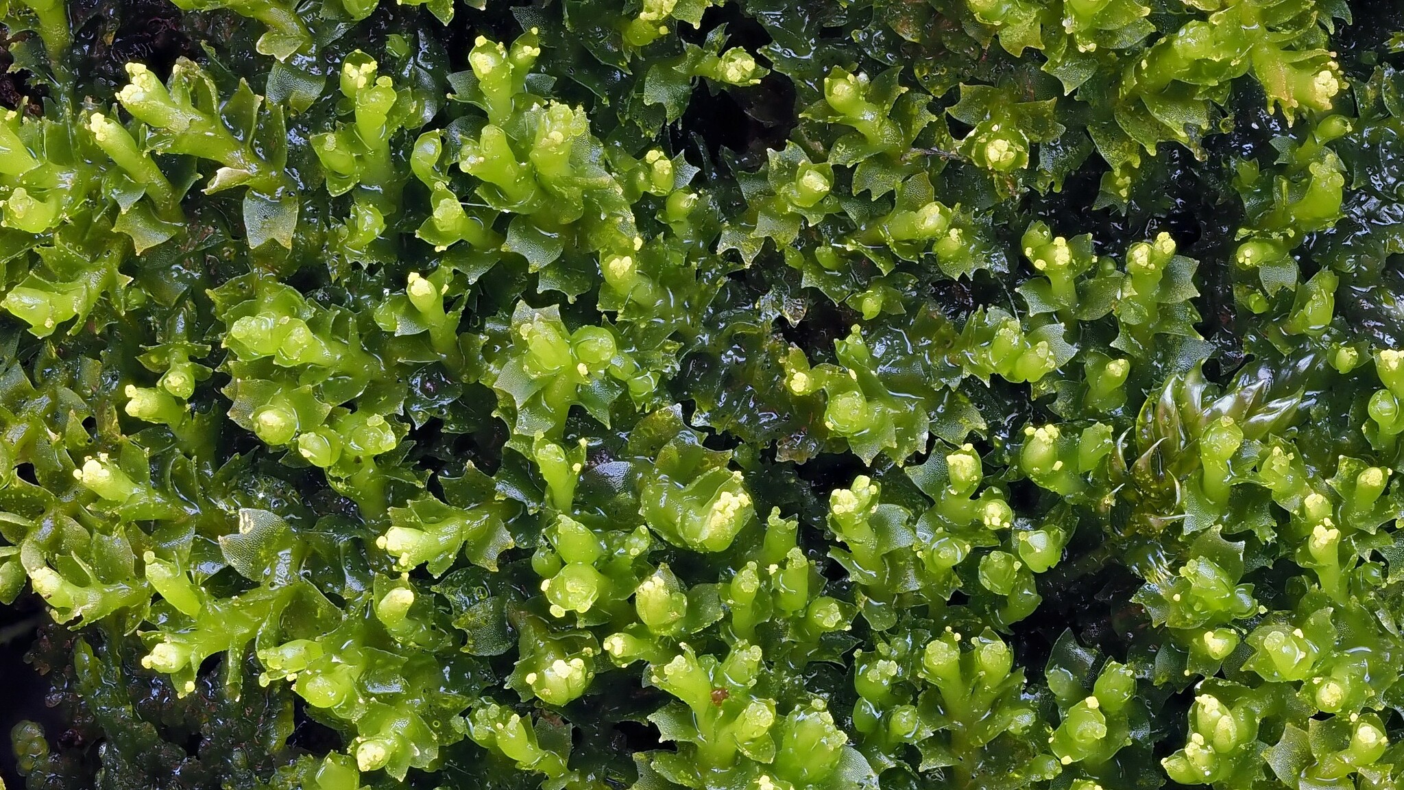 Lophozia wenzelii